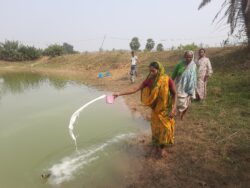 Lime application in rearing pond